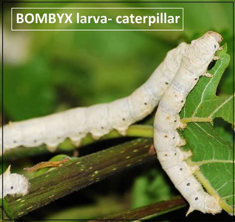 Larva of Bombyx mori A. CaterpillarB. TrochophoreC. NymphD. Cocoon