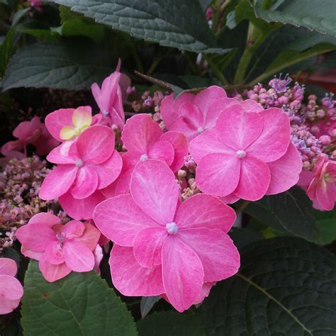 Hydrangea TUFF STUFF Red - Buy Hydrangea Big Leaf- Mountain Shrubs Online