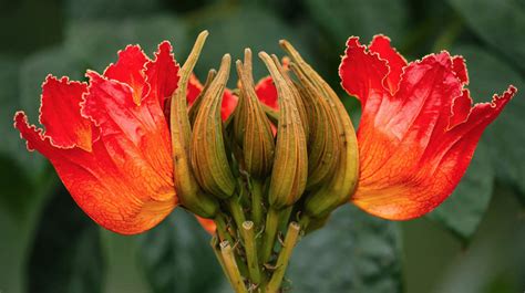 African Tulip Tree | San Diego Zoo Animals & Plants