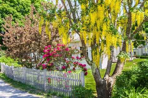 Fence And Flowers | A nice classic picket fence with red aza… | Flickr