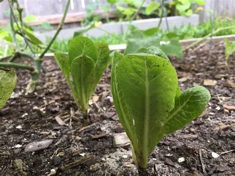 Organic Romaine Lettuce Seeds | Etsy