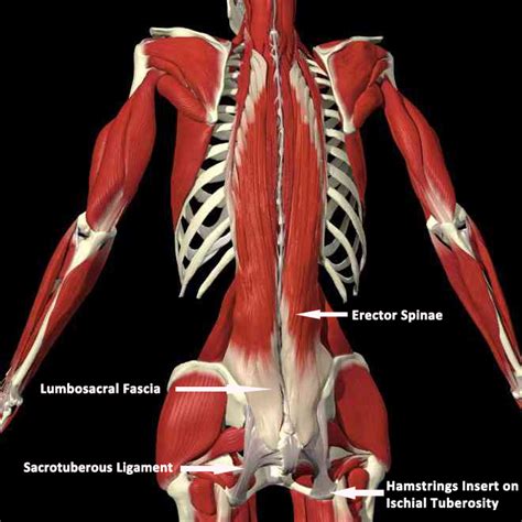 Anatomy and Physiology: Erector Spinae