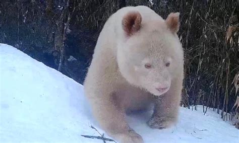 Único panda albino conhecido no mundo é fotografado na China