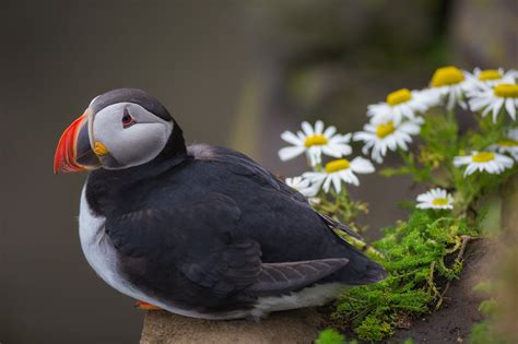 Photos of Puffins in Iceland | Iceland Photo Tours