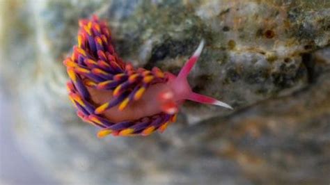 Rare rainbow sea slug found in Falmouth rock pool - BBC News