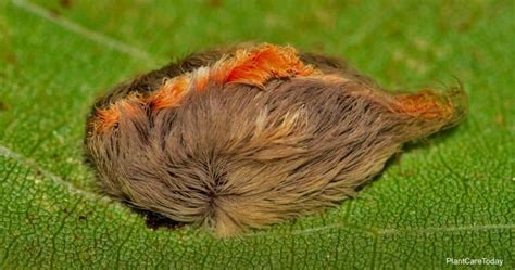 How To Get Rid Of Asp Caterpillar In The Garden | PlantCareToday.com