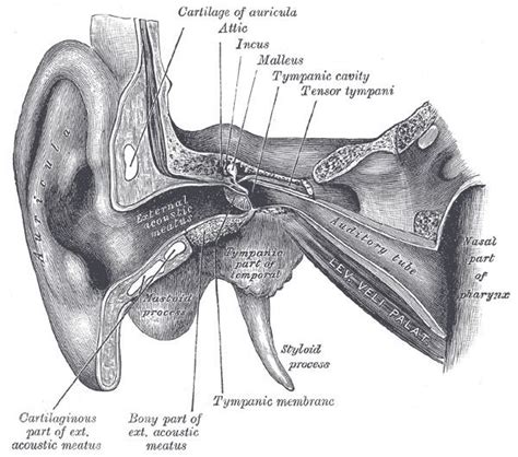 Tubal tonsil - Alchetron, The Free Social Encyclopedia