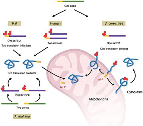 Frontiers | Fumarase: From the TCA Cycle to DNA Damage Response and ...