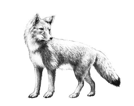 Red Fox Illustration Black And White