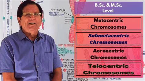 Metacentric, Submetacentric, Acrocentric & Telocentric Chromosomes || B.Sc. & M.Sc. Level - YouTube