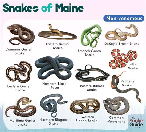 List of Common Venomous and Non-venomous Snakes in Maine with Pictures