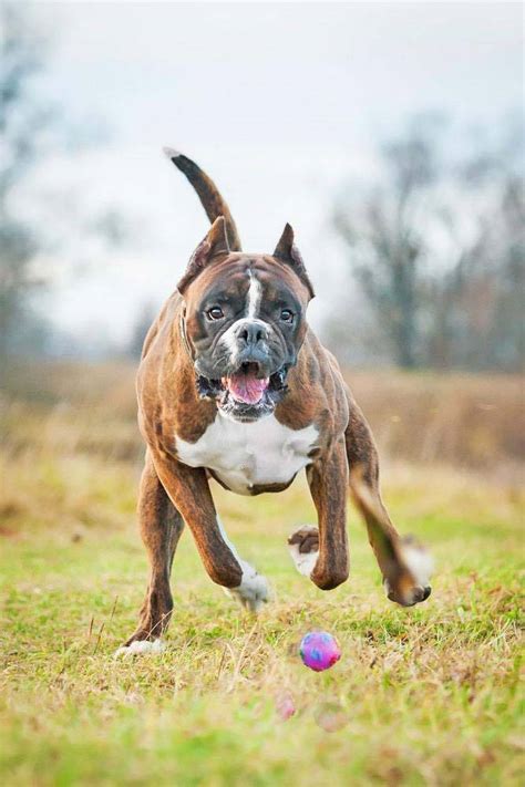 Boxer Dog Names Chosen Especially For This Breed