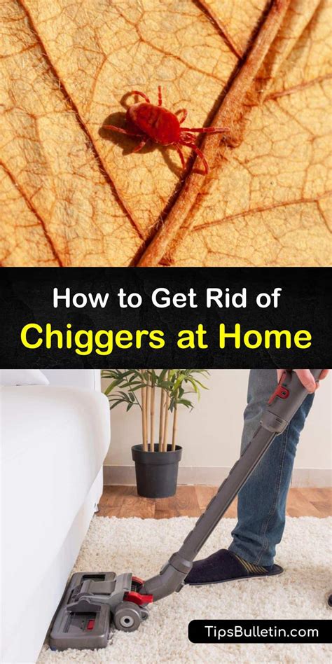 How to Get Rid of Chiggers at Home