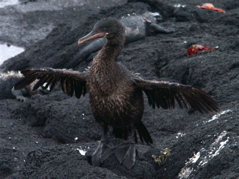 Flightless Cormorant – Geeky Girl Engineer