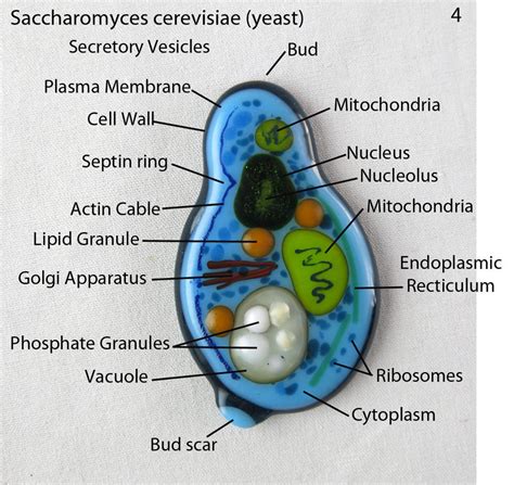 Fused Glass Saccharomyces cerevisiae Yeast 4 by trilobiteglassworks on DeviantArt