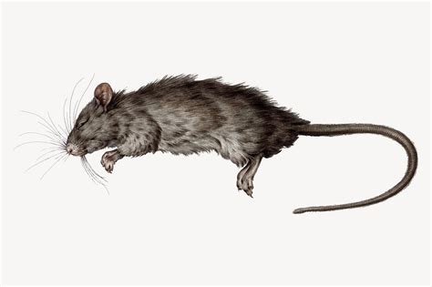 Dead Rat Images | Free Photos, PNG Stickers, Wallpapers & Backgrounds ...