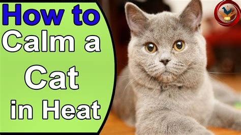 Calming For Cats In Heat - Cat Meme Stock Pictures and Photos