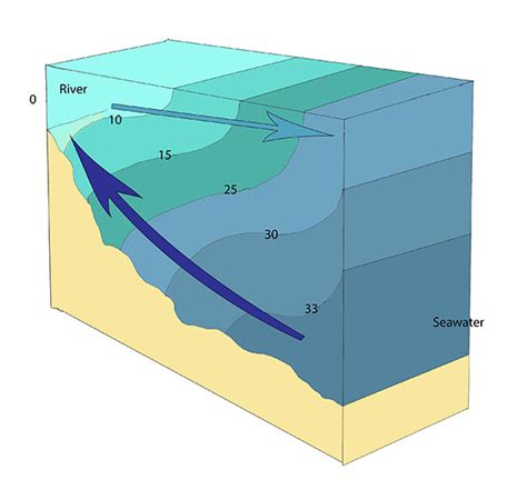 13.6 Estuaries – Introduction to Oceanography