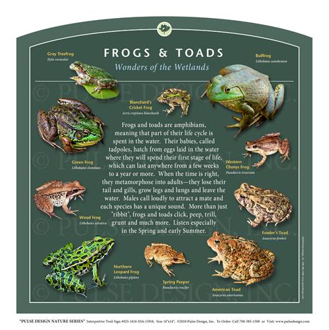 Toad Life Cycle