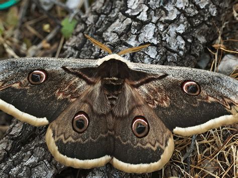 The Passive Stealth Wing of the Moth | The Institute for Creation Research