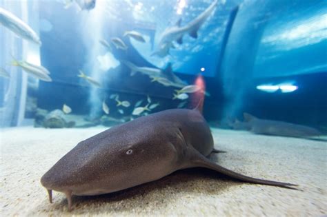 #AquariumFavorites #SharkTank | Fish pet, Shark tank, Pets