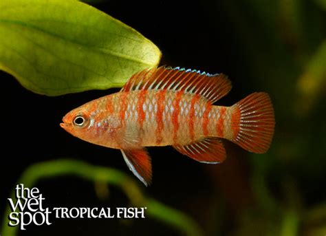 Dario dario - Tropical Freshwater Fish For Sale Online