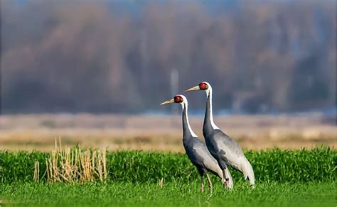 10 Animals Found In North Korea - WorldAtlas