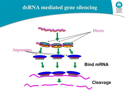 PPT - Gene Silencing PowerPoint Presentation, free download - ID:283060