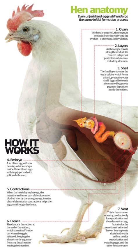 How do chickens lay eggs? – How It Works