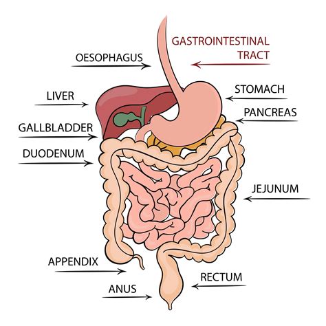 Gastrointestinal Cancer Treatment Singapore | Alpha Digestive