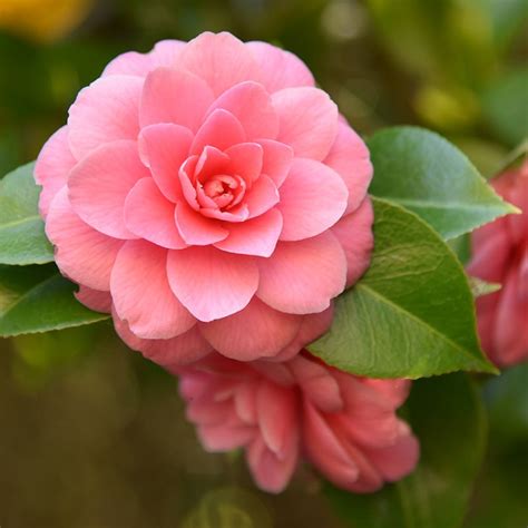 Pink camellia | Garden design, Flowers, Plants