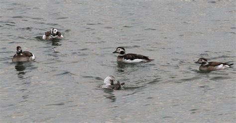 Dorset Bird Club: Sightings - Tuesday 31st January 2019 #nodnews | Dorset, Animals, Christchurch