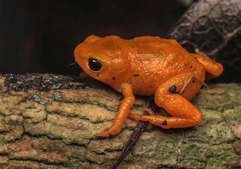 New pumpkin toadlet species found—and it secretly glows in the dark | Poison dart frogs, Glow in ...