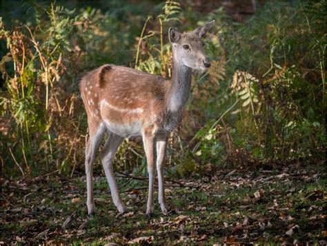 Fallow Deer Fawn by Somerled7 | ePHOTOzine