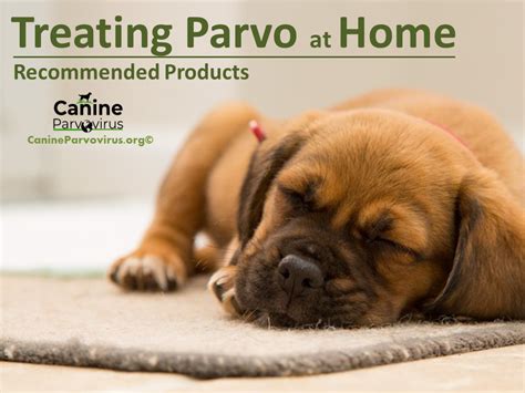 Recommended Products for Treating Parvo at Home - Home Guide