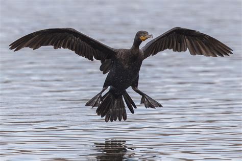 Double-crested Cormorant landing 6030s