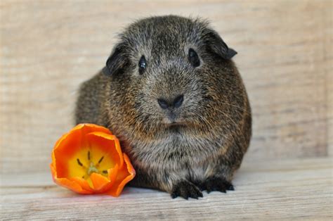 Free Images : cute, pet, fur, mammal, rodent, fauna, guinea pig, whiskers, vertebrate, nager ...