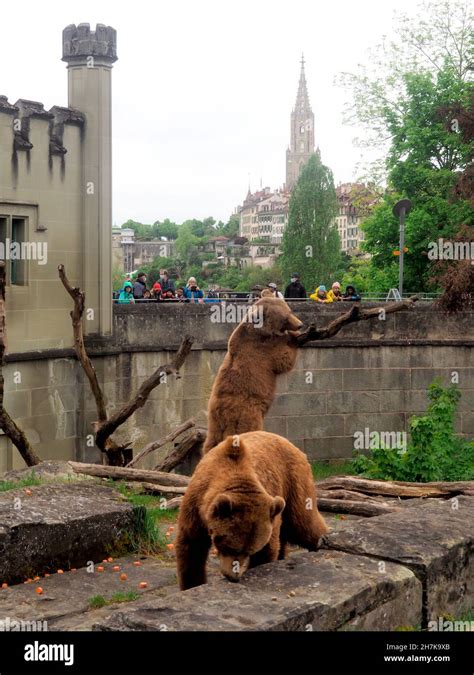 Bears in the bear pit on the Aare, Bern, Switzerland Stock Photo - Alamy