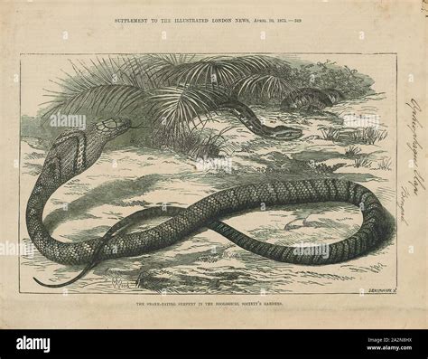 Worlds longest venomous snake adult king cobras hi-res stock ...