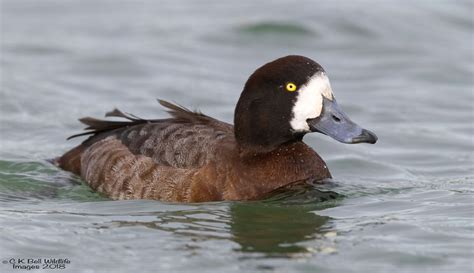 Tufted Duck, Greater Scaup and Lesser Scaup photo ID guide - BirdGuides