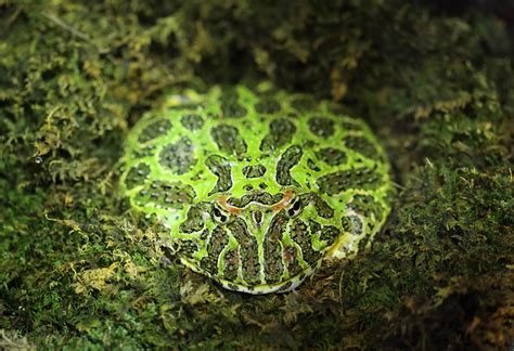 Ceratophrys ornata - Frogs & Co