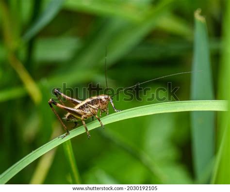 32,006 Cricket Bug Stock Photos, Images & Photography | Shutterstock