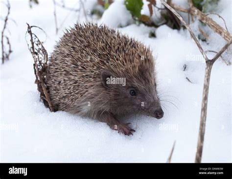 European hedgehog out in snow Stock Photo - Alamy