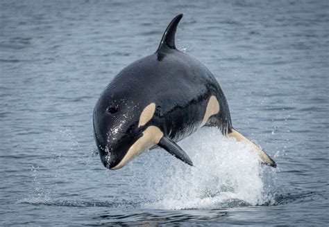 Animal Facts: Orca | Canadian Geographic