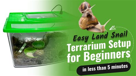 Easy Land Snail Terrarium Setup for Beginners: Creating a Miniature ...