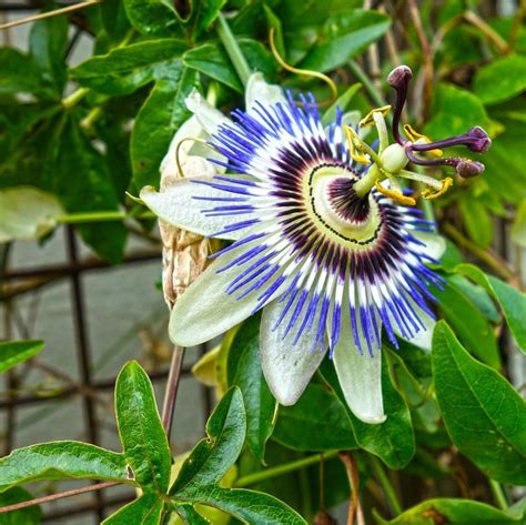 1ft Blue Passion Flower | 9cm Pot | 'Passiflora caerulea' £14.99 - Modern Design | Blue passion ...