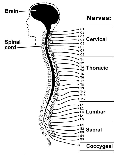 Functions Of The Spinal Cord