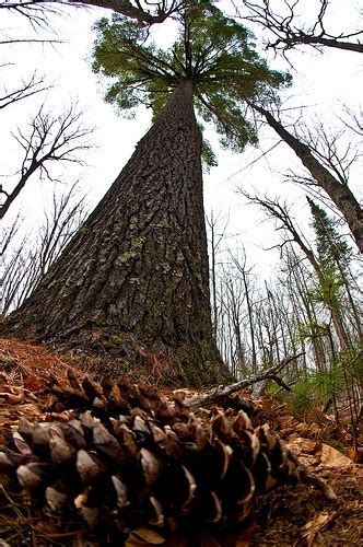 Michigan’s State Tree: White Pine (Pinus strobus) | Michigan adventures, Pure michigan, Tree