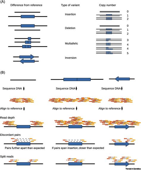 Genome structural variation in human evolution: Trends in Genetics