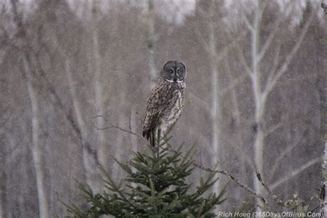 Great Gray Owl on the Hunt! - 365 Days of Birds